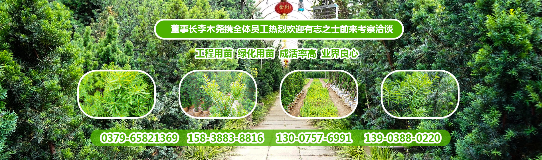 洛陽(yáng)曼地亞紅豆杉科技開發(fā)有限公司